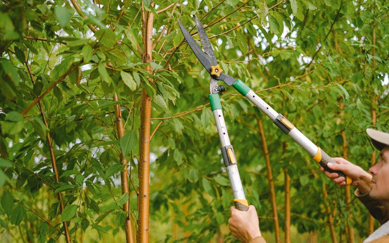 Tree trimming in Maricao, PR